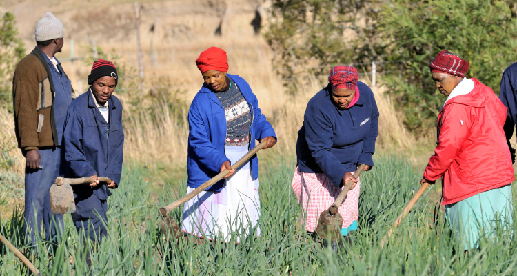 Donne e uomini che lavorano nei campi, campi irrigati, Cata-Village nell'ex Patria Ciskei, Capo orientale, Sud Africa
