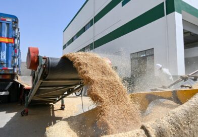 I lavoratori trasportano grano a Tianjin il mese scorso. La Cina sta intensificando gli sforzi per proteggere il suo approvvigionamento alimentare. Foto: Xinhua